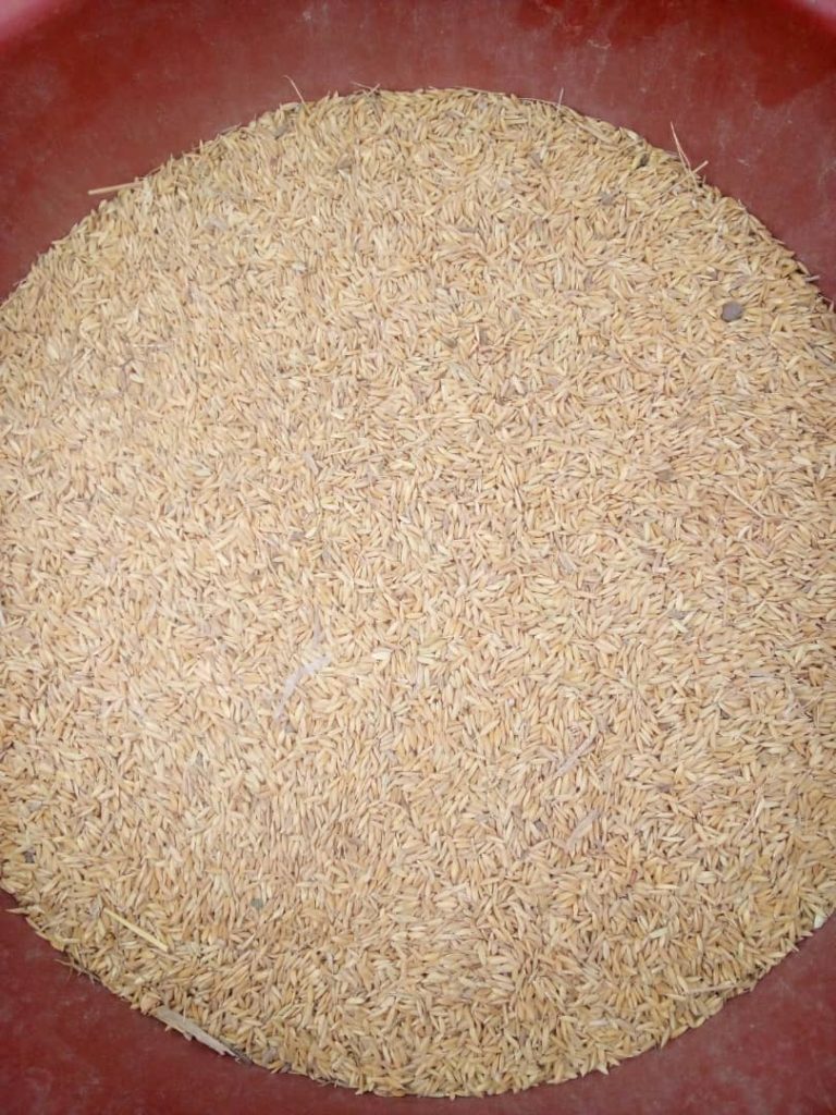 Product Paddy Rice